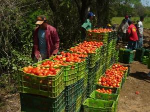 PRODUCCIÓN DEL SECTOR AGROPECUARIO CRECIÓ 1.58% EN AGOSTO