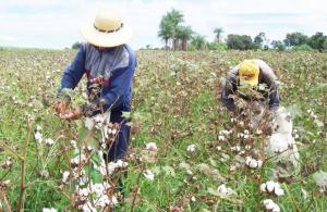 Producción mundial de algodón en la campaña 2020/2021 alcanzaría las 25.3 millones de toneladas, registrando una caída de 4.6%