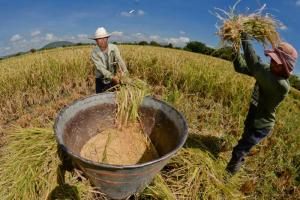 Producción nacional agropecuaria creció 11.09 % en julio del presente año