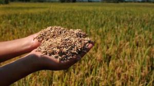 Producción nacional de arroz alcanzó las 195.357 toneladas en enero de 2026