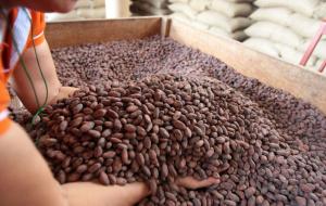 Producción nacional de cacao alcanzaría las 140 mil toneladas este año