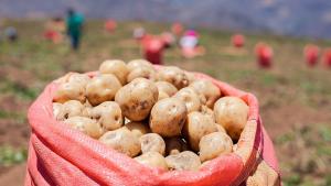 Producción nacional de papa creció 14.1% en el primer mes del presente año
