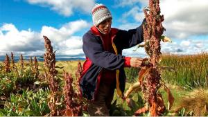 Producción nacional de quinua creció 10.3% en 2020