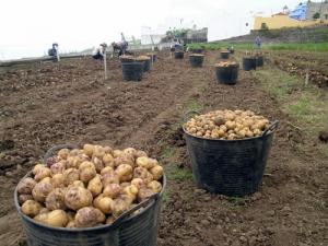 Producción nacional del sector Agropecuario aumentó 2.93% en marzo de 2022