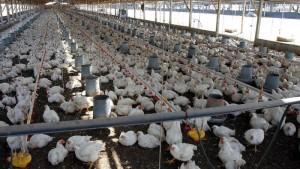 Producción peruana de ave aumentó 2.1% en marzo de 2026
