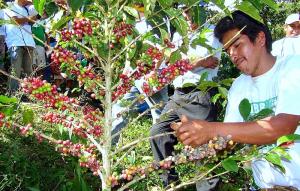 PRODUCCIÓN PERUANA DE CAFÉ CRECIÓ 15% ENTRE ENERO Y AGOSTO