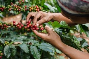 Producción y exportación de café de Perú crecería 10% este año