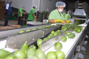 Producción y exportación de palta Hass este año sería similar al 2018