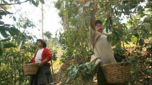 PRODUCTORES DE CACAO Y CAFÉ DEL VRAE RECIBEN CRÉDITOS POR S/. 41 MILLONES 