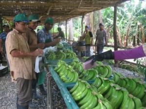 PRODUCTORES DE HUÁNUCO VENDERÁN 50 MIL PLATANOS SEMANALES