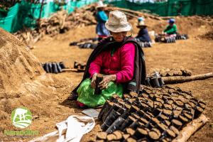 Productores de la Cooperativa Agraria Norandino siembran 115.544 plantones en lo que va de 2020