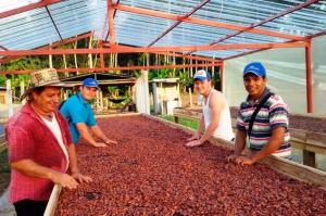 Productores de Madre de Dios realizan pasantía en San Martín y Huánuco para conocer prácticas exitosas de cacao