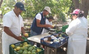 PRODUCTORES DE MOTUPE EXPORTARÁN 100 TONELADAS DE MARACUYÁ A HOLANDA