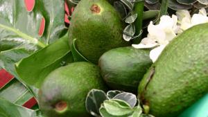 Productores de palta de Apurímac pasan de 5 mil a 50 mil soles de ganancias por hectárea al año