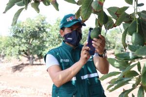 Productores de palta de Lambayeque exportaron 201 toneladas de palta a Países Bajos