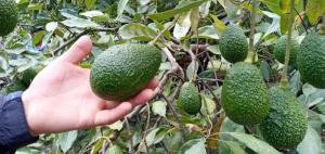 Productores de Pilcos llegan a acuerdo con exportadora Agrovi para vender más de 40 toneladas de palta Hass