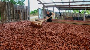 Productores de Ucayali exportan 50 toneladas de granos de cacao orgánico