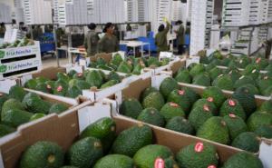 Productores del Valle del Colca exportarán más de 5 toneladas de palta Hass a Europa