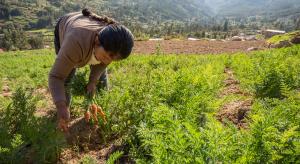 Productores necesitarán estar clasificados en categorías “Normal” o “Con problemas potenciales” para acceder al FAE-AGRO