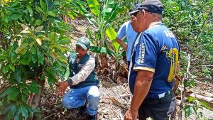 Promoverán investigaciones para conservar la calidad genética de la papa nativa en Huánuco