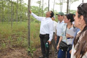 PROMOVERÁN PLANTACIÓN DE DOS MILLONES DE HECTÁREAS FORESTALES AL 2030