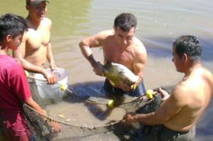 PROMUEVEN CRIANZA DE PECES AMAZÓNICOS EN EL VRAE