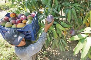 Protestan agricultores de Tambogrande por bajos precios del mango
