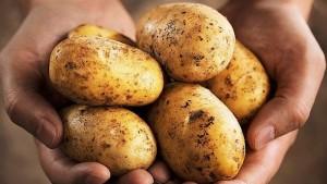 Publican proyecto de reglamento de ley que promueve industrialización de la papa