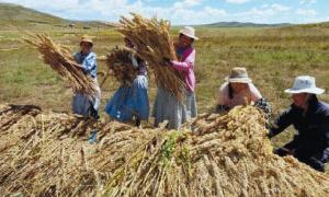 PUNO APUESTA  POR PRODUCTOS ORGÁNICOS