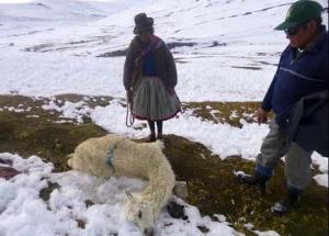 PUNO: MÁS DE 12 MIL CRÍAS DE ALPACA MURIERON POR BAJAS TEMPERATURA