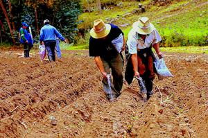 PUNO: SEMBRARÁN 2.755 HAS MÁS DURANTE CAMPAÑA 2013-2014