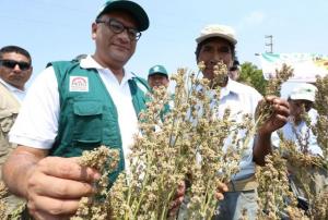 QUINUA Y GRANOS ANDINOS PERUANOS CONQUISTAN MÁS MERCADOS EN EL MUNDO