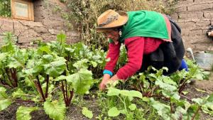 Recomiendan acciones para reducir impactos en la agricultura por bajas temperaturas