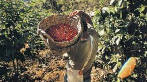 RECONOCIDOS CHEFS Y BARISTAS RECORREN PUNO BUSCANDO CAFÉS DE CALIDAD