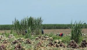 Reconstrucción con Cambios expropia terrenos de empresa agroindustrial Laredo