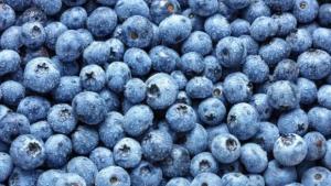 Región Lima exportó 21.937 toneladas de arándanos frescos para la campaña 2025/2026