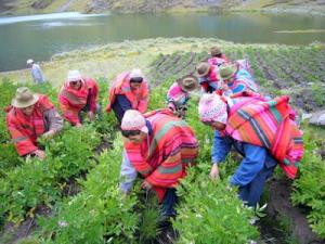 REGIONES DE LA SIERRA DESTACAN POR EXPORTACIONES AGROPECUARIAS