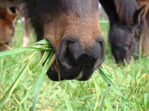 RESTRICCIÓN A LA IMPORTACIÓN DE EQUINOS PROVENIENTES DE URUGUAY