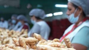 RTE Amazon lanza la campaña 'Kion, Tesoro Peruano', destinado a potenciar la agroexportación de jengibre orgánico mediante levantamiento de capital privado