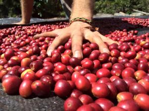 Ruta del Café anuncia nuevas fechas de capacitaciones en Cusco