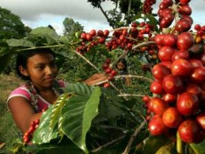 “Salud financiera y productiva de pequeños agricultores no pueden seguir esperando”