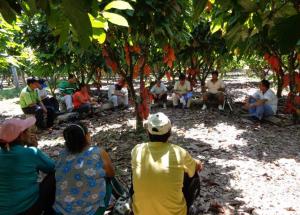 San Martín: buscan duplicar rendimiento del cacao en Campanilla