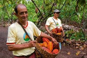 SAN MARTÍN: X CONCURSO DE CACAO Y CHOCOLATE SE REALIZARÁ EN JUANJUÍ