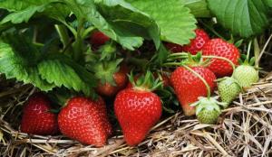 Se aproxima acuerdo para ingreso de banano orgánico a China, pitahaya a EE.UU. y un gran proyecto para fresas de Puno a Brasil