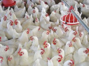 SE COLOCARON MÁS DE 300 MILLONES DE POLLOS EN EL PRIMER SEMESTRE DEL 2014