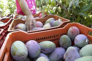 Se dejó de exportar 1.200 toneladas de mango por huelga de productores