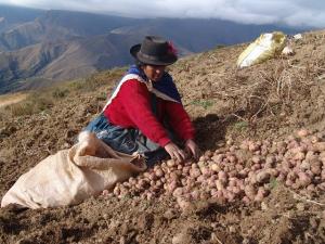 SE EJECUTÓ 31% DEL PRESUPUESTO DEL SECTOR AGRO 