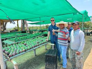 Se espera un hueco entre Perú y África occidental en una temporada de mangos excepcional