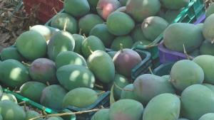 “Se están recolectando mangos con bajo nivel de brix y sin el característico color de la pulpa”