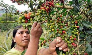 SE ESTANDARIZARÁ LA CALIDAD DE LA PRODUCCIÓN DEL CAFÉ